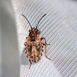 Nithecus jacobaeae